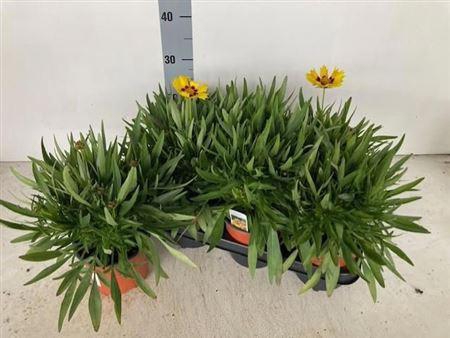 <h4>Core Grandiflora Sunkiss</h4>
