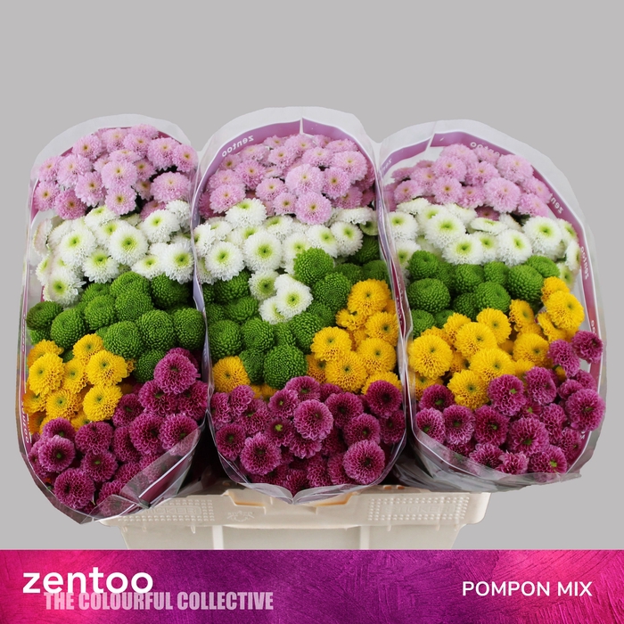 <h4>CHR S POMPON GEM BS</h4>