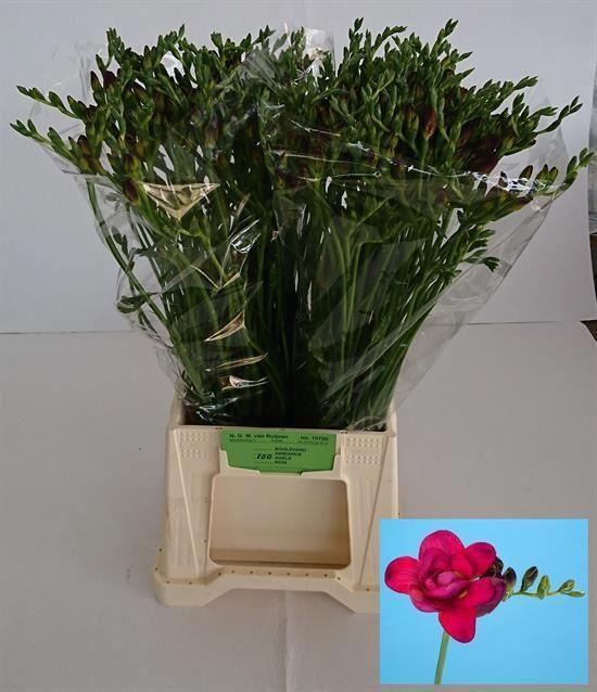 <h4>Freesia du Adele</h4>