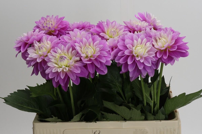 Dahlia Other