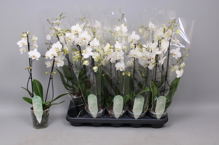 arr8 Phal Mf An Venice