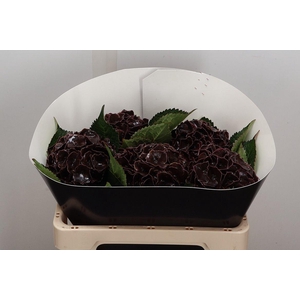 Wax Hydrangea Hydr Wax Oceana