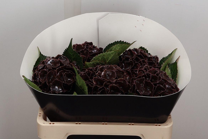 Wax Hydrangea Hydr Wax Oceana