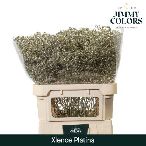 <h4>Gyps Xlence L80 Mtlc. Platinum</h4>