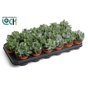 Crassula overig