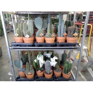 Cactus   ...mix