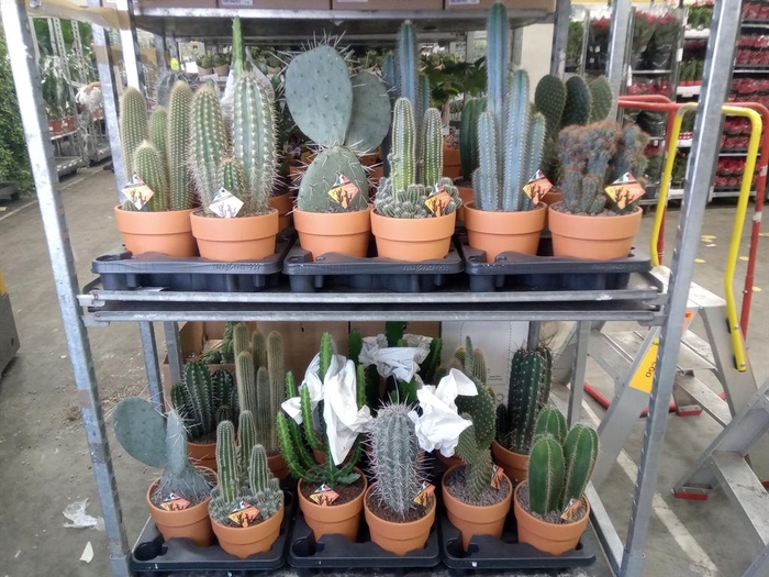 <h4>Cactus   ...mix</h4>