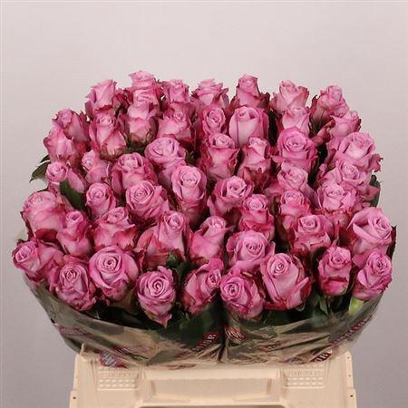 <h4>R Gr Maritim</h4>