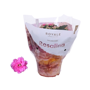 Kalanchoe blos. 'RosDon Nando'