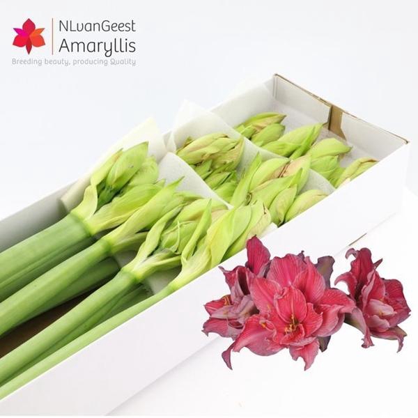 <h4>HIPP DG SWEET NYMPH</h4>