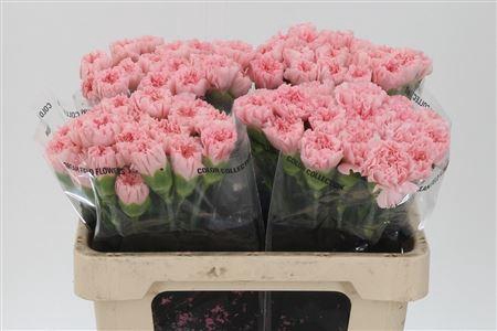 <h4>Di St Std Doncel</h4>