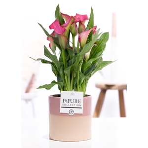 Zantedeschia pink in P&PURE Tess 2 ceramics pink