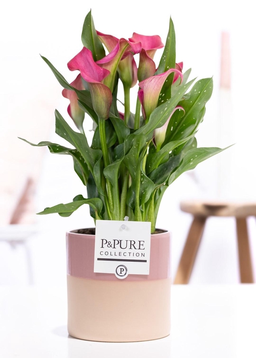 <h4>Zantedeschia pink in P&PURE Tess 2 ceramics pink</h4>