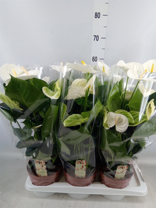 <h4>Anthurium andr. 'Alpine'</h4>