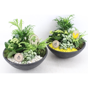 arr2 PL - Ebbischaal L  - geel/wit