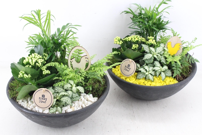 <h4>arr2 PL - Ebbischaal L  - geel/wit</h4>