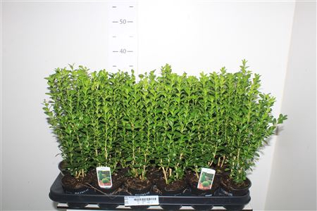 <h4>Buxu Sempervirens</h4>