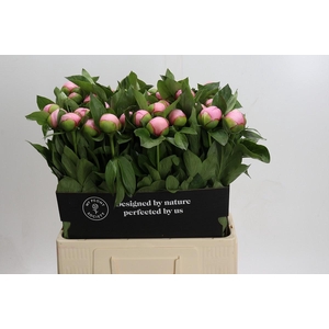 Paeonia Soft Salmon Saucer