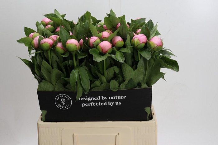Paeonia Soft Salmon Saucer