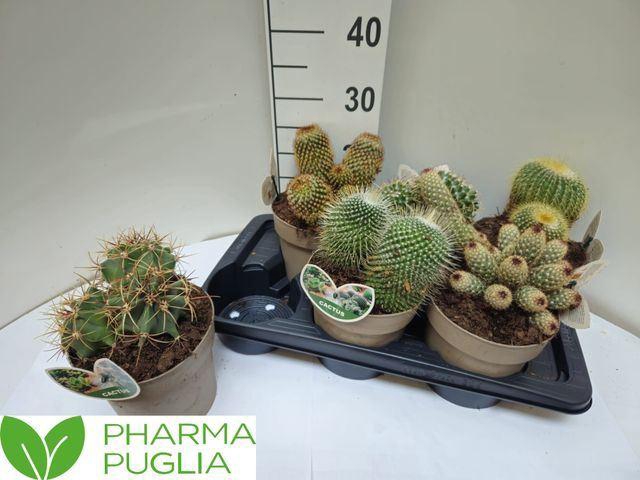<h4>Cactus   ...mix</h4>