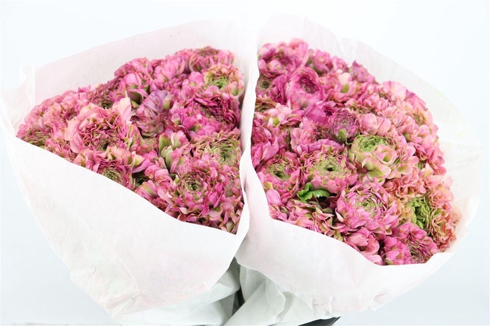 <h4>Ran Ponpon Ex Malva</h4>