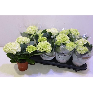 arr8 Hydr M Hi White Sun