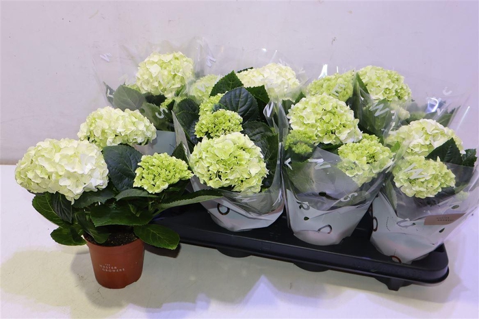 <h4>Hydr M Hi White Sun</h4>