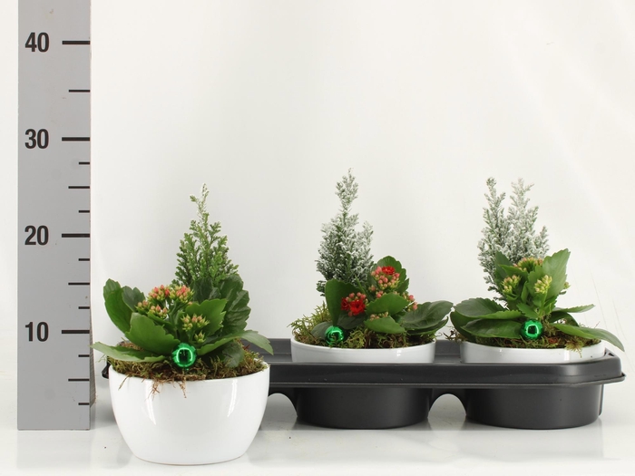 <h4>Arr Kamerpl</h4>