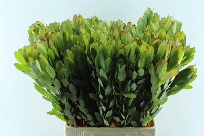 <h4>Leucad Saf Goldstrik</h4>