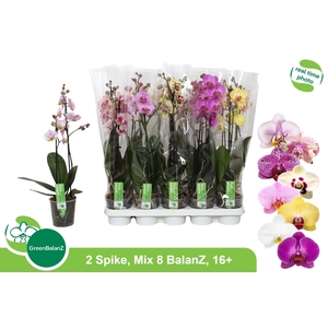 PHAL GEM 8 KL
