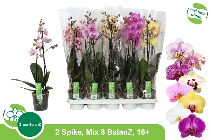 <h4>PHAL GEM 8 KL</h4>