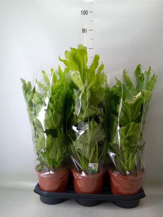 <h4>Philodendron   ...</h4>