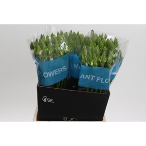 Ornithogalum Mount Fuji