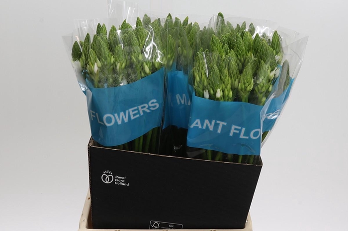 <h4>Ornithogalum Mount Fuji</h4>