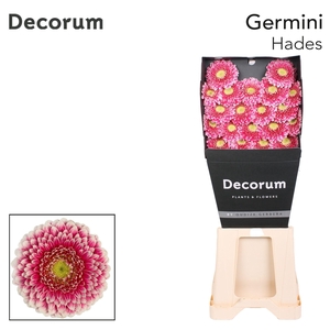 Germini Pomponi Hades Diamond