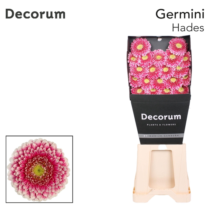 <h4>Germini Pomponi Hades Diamond</h4>