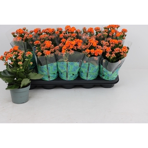 KAL GE PERFECTA ORAN