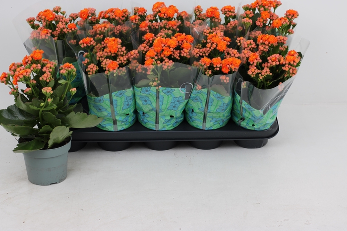 <h4>KAL GE PERFECTA ORAN</h4>