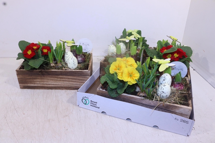 <h4>ARR TUINPLANTEN</h4>