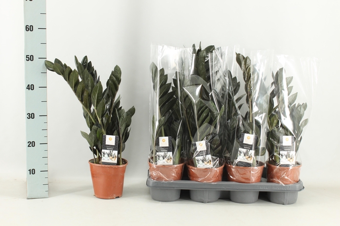 <h4>ZAMIO RAVEN</h4>