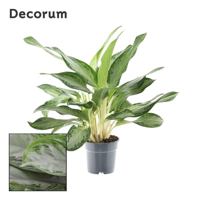 <h4>Aglaonema Diamond Bay</h4>