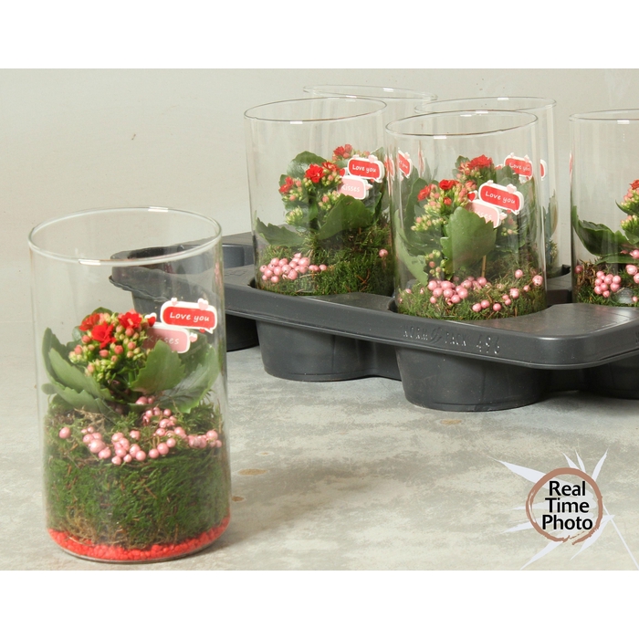 <h4>ARR KAMERPL</h4>