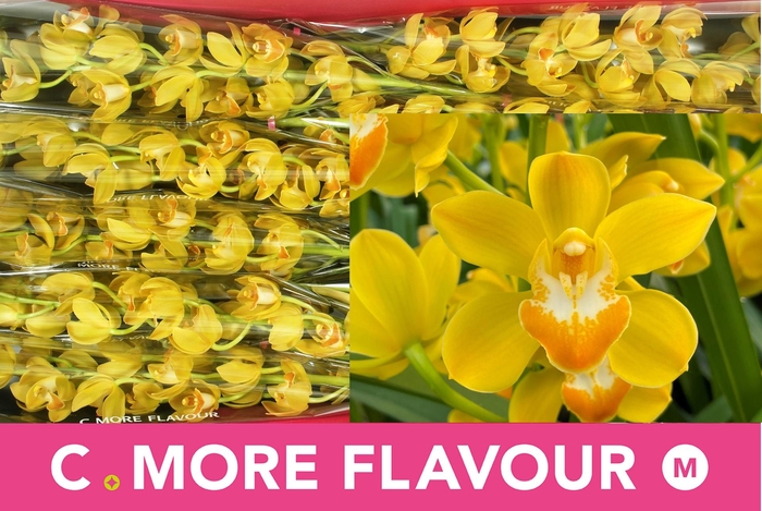 <h4>CYMB MI LEMON CURD</h4>