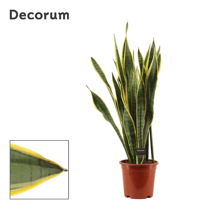 <h4>Sansevieria Laurentii 21 cm (Decorum)</h4>