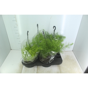 ASPARGO ALFINETE C21