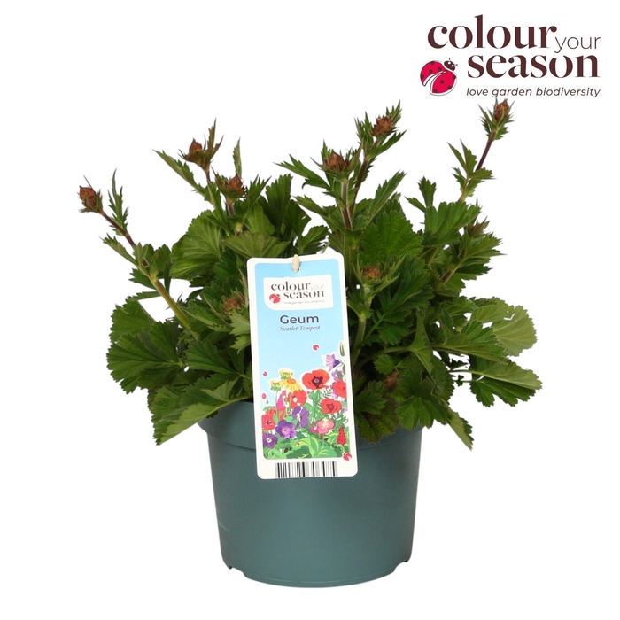 <h4>Geum Macgeu001</h4>