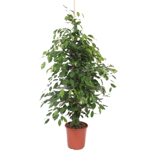 Ficus Exotica