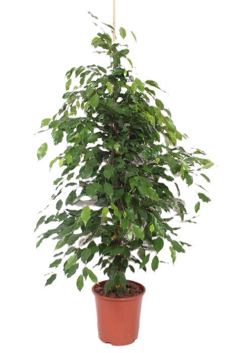 Ficus Exotica