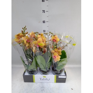Phalaenopsis   ...orange