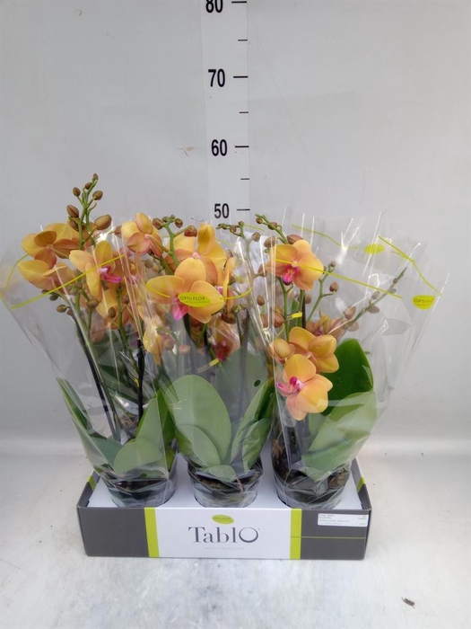 <h4>Phalaenopsis   ...orange</h4>